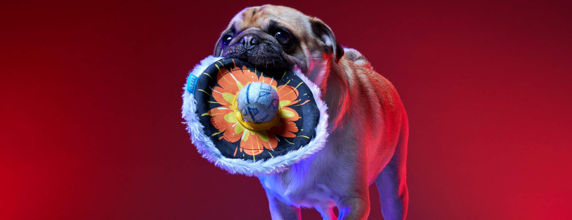 A Death Star dog toy